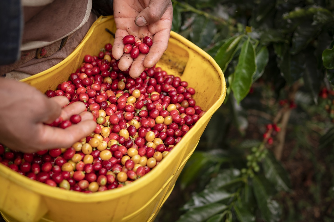 Organic Farming – Key to Eco-friendly Agriculture?